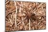 Closeup Image Of A Brown Recluse-Sari ONeal-Mounted Photographic Print