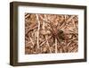 Closeup Image Of A Brown Recluse-Sari ONeal-Framed Photographic Print