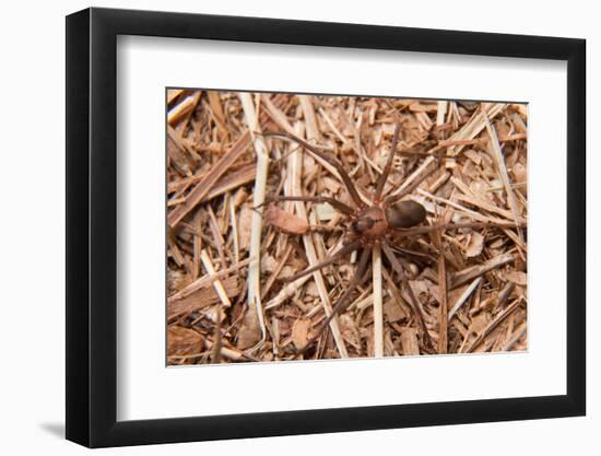 Closeup Image Of A Brown Recluse-Sari ONeal-Framed Photographic Print