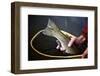 Closeup Image of Rainbow Trout in a Fly Fishing Net in Colorado-Adam Barker-Framed Photographic Print