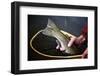 Closeup Image of Rainbow Trout in a Fly Fishing Net in Colorado-Adam Barker-Framed Photographic Print