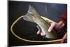 Closeup Image of Rainbow Trout in a Fly Fishing Net in Colorado-Adam Barker-Mounted Photographic Print