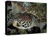 Closeup Look at a Turtle on the Reef in Palau-Eric Peter Black-Stretched Canvas