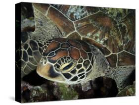 Closeup Look at a Turtle on the Reef in Palau-Eric Peter Black-Stretched Canvas