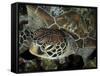 Closeup Look at a Turtle on the Reef in Palau-Eric Peter Black-Framed Stretched Canvas