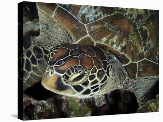 Closeup Look at a Turtle on the Reef in Palau-Eric Peter Black-Stretched Canvas