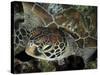 Closeup Look at a Turtle on the Reef in Palau-Eric Peter Black-Stretched Canvas