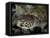 Closeup Look at a Turtle on the Reef in Palau-Eric Peter Black-Framed Stretched Canvas