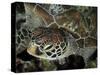 Closeup Look at a Turtle on the Reef in Palau-Eric Peter Black-Stretched Canvas