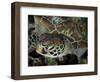 Closeup Look at a Turtle on the Reef in Palau-Eric Peter Black-Framed Photographic Print