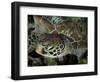 Closeup Look at a Turtle on the Reef in Palau-Eric Peter Black-Framed Photographic Print