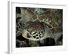 Closeup Look at a Turtle on the Reef in Palau-Eric Peter Black-Framed Photographic Print