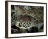 Closeup Look at a Turtle on the Reef in Palau-Eric Peter Black-Framed Photographic Print