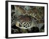 Closeup Look at a Turtle on the Reef in Palau-Eric Peter Black-Framed Photographic Print