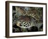 Closeup Look at a Turtle on the Reef in Palau-Eric Peter Black-Framed Photographic Print