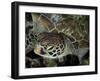 Closeup Look at a Turtle on the Reef in Palau-Eric Peter Black-Framed Photographic Print