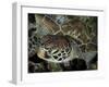 Closeup Look at a Turtle on the Reef in Palau-Eric Peter Black-Framed Photographic Print