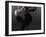 Closeup Low Section and Reflection of a Rugby Player Kneeling on One Knee with Ball-Nosnibor137-Framed Photographic Print