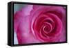 Closeup of a Beautiful Pink Rose-Owen Franken-Framed Stretched Canvas