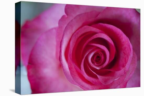 Closeup of a Beautiful Pink Rose-Owen Franken-Stretched Canvas