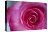 Closeup of a Beautiful Pink Rose-Owen Franken-Stretched Canvas