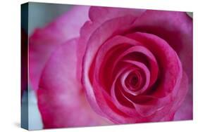 Closeup of a Beautiful Pink Rose-Owen Franken-Stretched Canvas