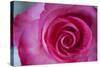 Closeup of a Beautiful Pink Rose-Owen Franken-Stretched Canvas