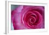 Closeup of a Beautiful Pink Rose-Owen Franken-Framed Photographic Print