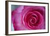 Closeup of a Beautiful Pink Rose-Owen Franken-Framed Photographic Print