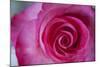 Closeup of a Beautiful Pink Rose-Owen Franken-Mounted Photographic Print