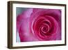 Closeup of a Beautiful Pink Rose-Owen Franken-Framed Photographic Print