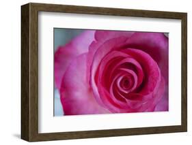 Closeup of a Beautiful Pink Rose-Owen Franken-Framed Photographic Print