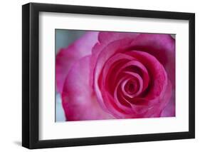 Closeup of a Beautiful Pink Rose-Owen Franken-Framed Photographic Print