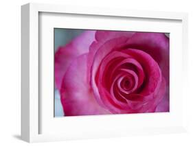 Closeup of a Beautiful Pink Rose-Owen Franken-Framed Photographic Print