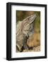 Closeup of a Black Spiny-Tailed Iguana in Costa Rica-Neil Losin-Framed Photographic Print