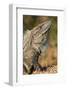 Closeup of a Black Spiny-Tailed Iguana in Costa Rica-Neil Losin-Framed Photographic Print