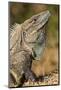 Closeup of a Black Spiny-Tailed Iguana in Costa Rica-Neil Losin-Mounted Photographic Print