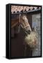 Closeup of a Brown Horse Eating Hay outside Stable-Nosnibor137-Framed Stretched Canvas