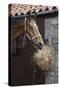 Closeup of a Brown Horse Eating Hay outside Stable-Nosnibor137-Stretched Canvas