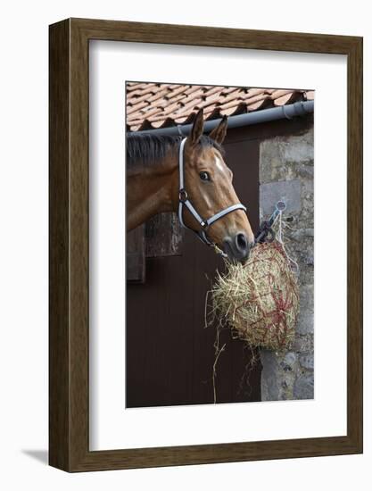 Closeup of a Brown Horse Eating Hay outside Stable-Nosnibor137-Framed Photographic Print