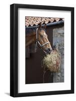 Closeup of a Brown Horse Eating Hay outside Stable-Nosnibor137-Framed Photographic Print