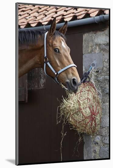Closeup of a Brown Horse Eating Hay outside Stable-Nosnibor137-Mounted Photographic Print