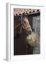 Closeup of a Brown Horse Eating Hay outside Stable-Nosnibor137-Framed Photographic Print