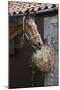 Closeup of a Brown Horse Eating Hay outside Stable-Nosnibor137-Mounted Photographic Print