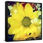 Closeup Of A Flower Bouquet, With A Retro Effect-nito-Framed Stretched Canvas