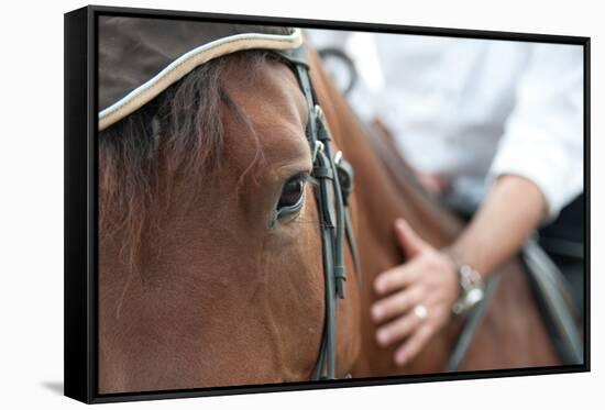 Closeup of a Horse Head with Detail on the Eye and on Rider Hand. Harnessed Horse Being Lead-iancucristi-Framed Stretched Canvas