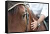 Closeup of a Horse Head with Detail on the Eye and on Rider Hand. Harnessed Horse Being Lead-iancucristi-Framed Stretched Canvas