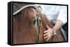 Closeup of a Horse Head with Detail on the Eye and on Rider Hand. Harnessed Horse Being Lead-iancucristi-Framed Stretched Canvas