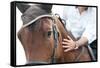 Closeup of a Horse Head with Detail on the Eye and on Rider Hand. Harnessed Horse Being Lead-iancucristi-Framed Stretched Canvas