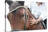 Closeup of a Horse Head with Detail on the Eye and on Rider Hand. Harnessed Horse Being Lead-iancucristi-Stretched Canvas